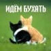 http://cs956.vkontakte.ru/u16293608/-5/s_c5660c6c.jpg